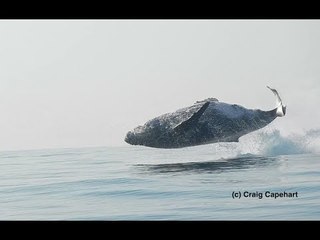Humpback Whale Seen Jumping Clear Out of the Water Off South Africa