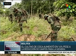 ONU registra un incremento del 14% en los cultivos de coca en Bolivia