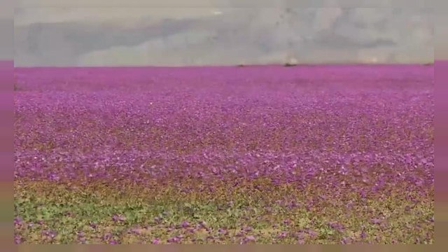 El desierto de Atacama se cubre de flores