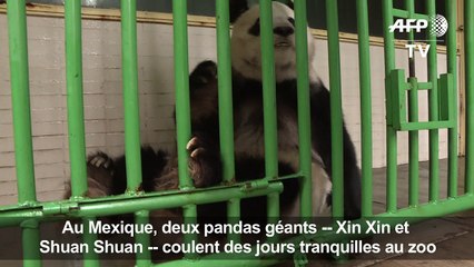 Mexique: les deux plus vieux pandas en dehors de Chine