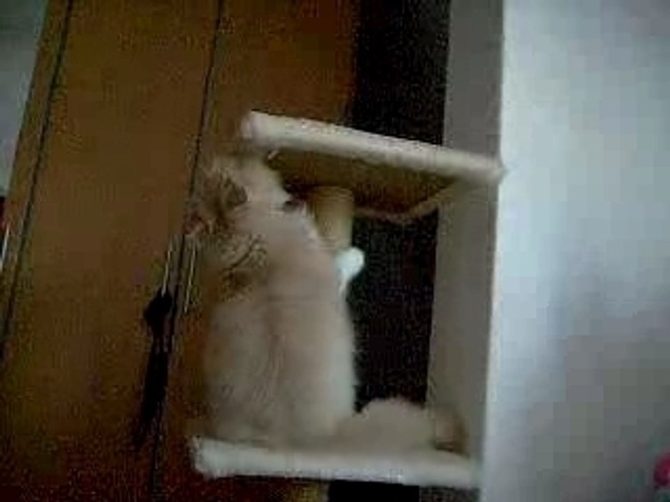 Curly und Lucky in Aktion