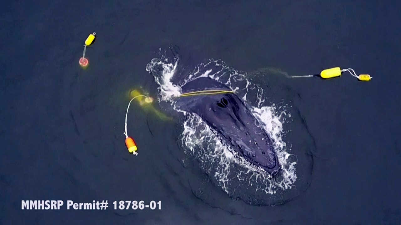 Humpback whale dragged to ocean floor by fishing anchors