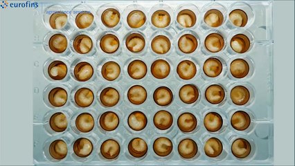 Όλα τα στάδια του γόνου... Απο σκουληκάκι σε μέλισσα η μεταμόρφωση!