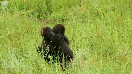Young gorillas captured in tender embrace