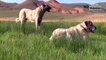 Extreme Trained & Disciplined KANGAL DOGS ►► Shepherd Dogs are Awesome Best Viral Videos E