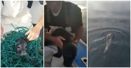 Pescadores ajudam foca em apuros a libertar-se de uma rede de pesca