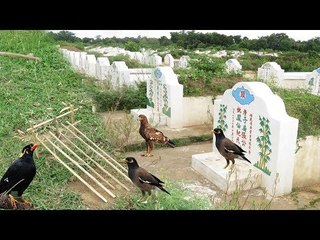 Awesome Quick Best Bird Trap homemade-How To Make Easy Bird Trap with simple tricks