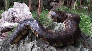 Terrifying !! Brave Man Catch big Snakes By Hand at khmer ancient temples
