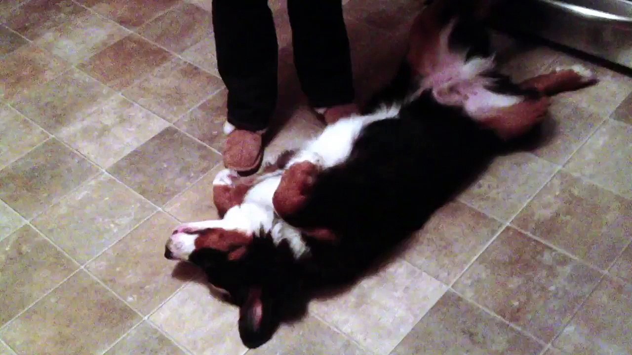 Ce chien n'a décidément pas envie d'aller se coucher !