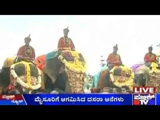 Dasara Elephants Reach Mysore