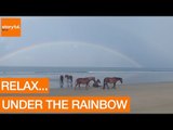 Rainbow Forms as Horses Relax on Carolina Beach