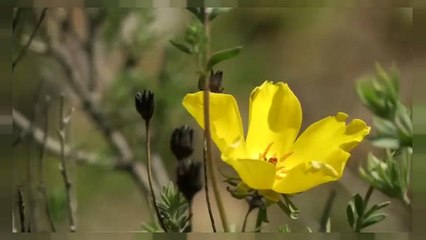 Atacama: un deserto fiorito