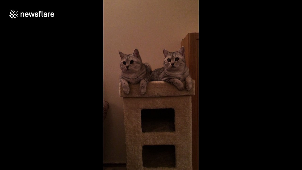 Cats with synchronised head movements
