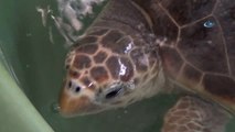 2 Deniz Kaplumbağası Doğal Yaşamına Geri Döndü