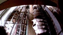 Allemagne : des chèvres maltraitées dans un élevage 