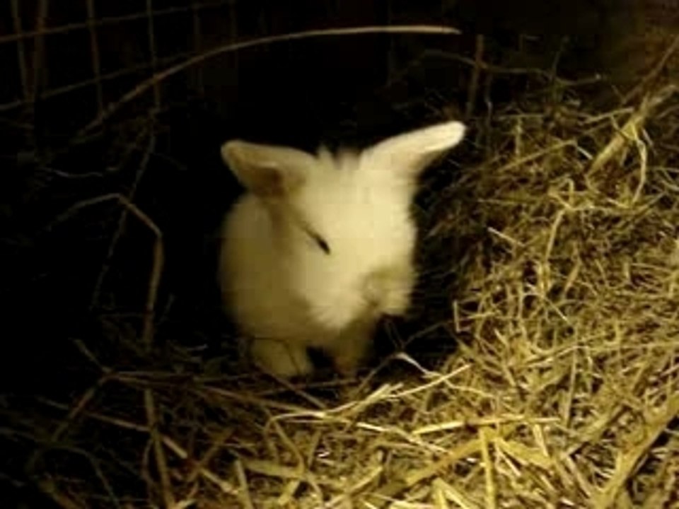 les bébés de Ruby et Pizza