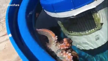 Octopus shoots woman with jet of water