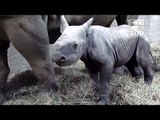Cincinnati Zoo's Baby Black Rhino Doing Well