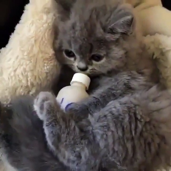 Cat drinking milk from a bottle