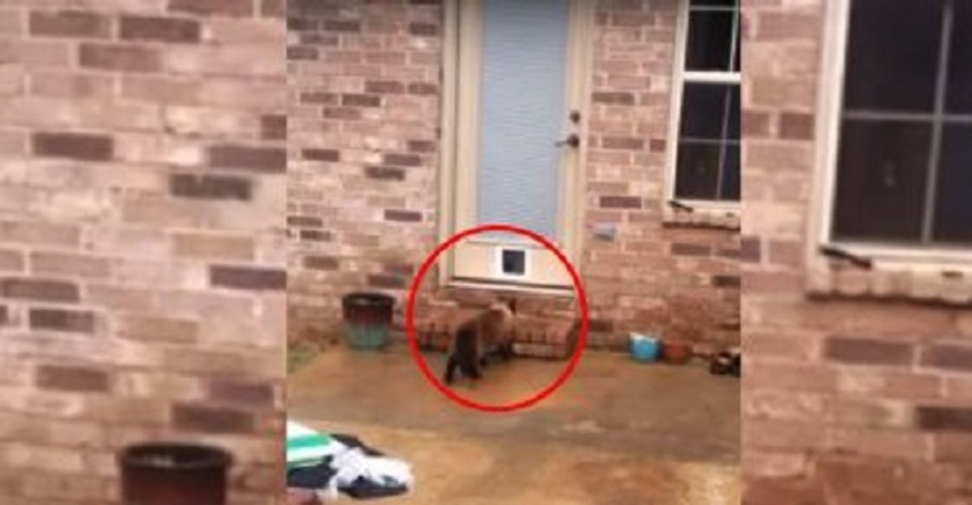 Dono Passa 2 Horas Construindo Porta Para Seu Gato - A Reação Do Animal? Estou Chorando De Tanto Rir!