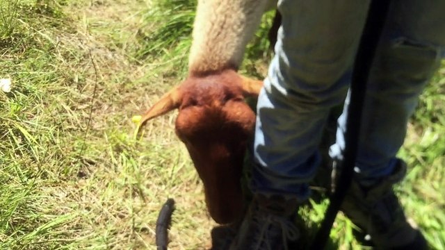 Jeanne et ses brebis débroussaillent les meulières de Mouthiers