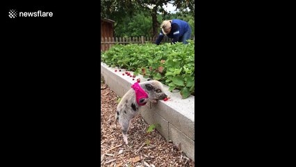 Adorable mini-pig "picks" strawberries