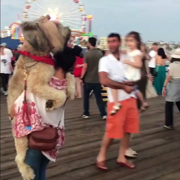 Elle porte son gros chien parce qu'il ne veut plus marcher... Flemmard