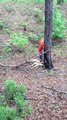Baby Deer Knocked Himself Out Running into Tree