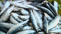 Les Portugais bientôt privés de leurs sardines ?