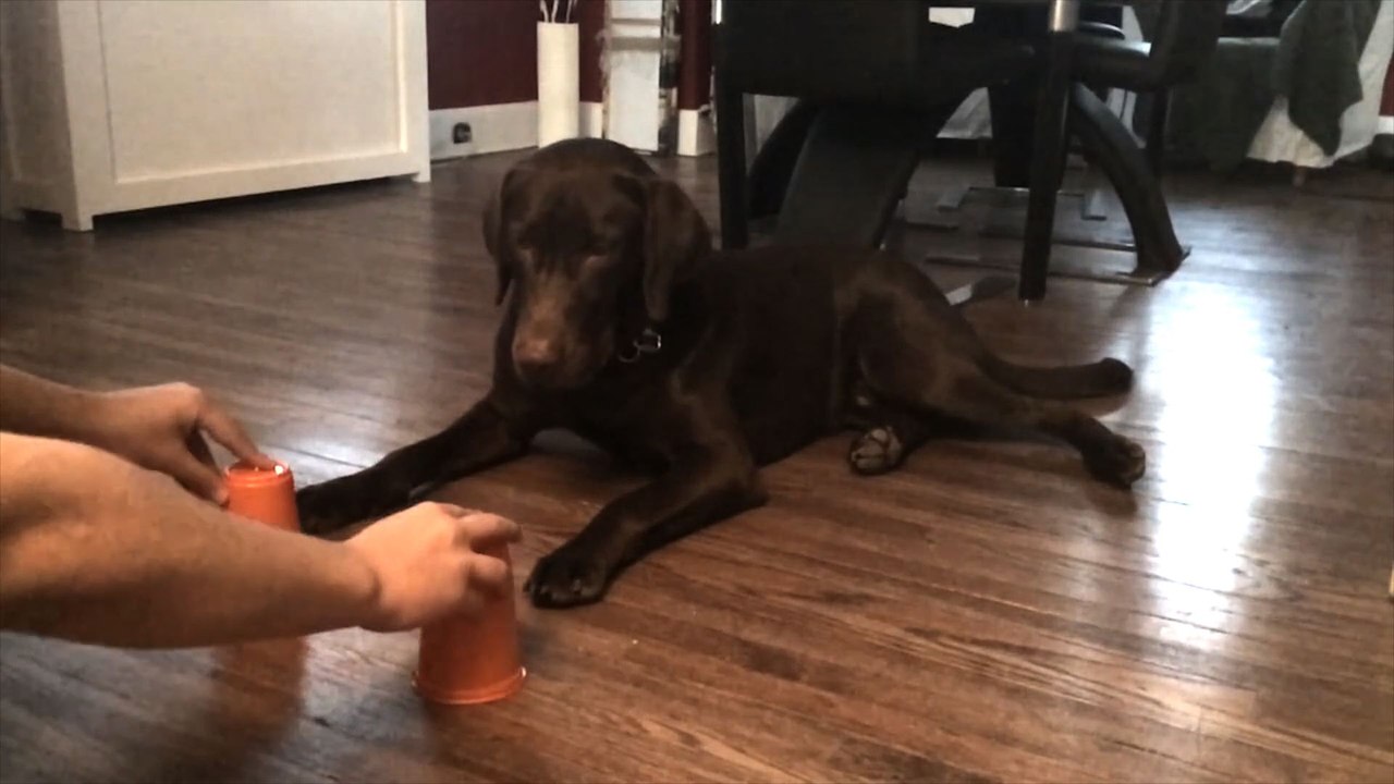 19 Super Smart Animals