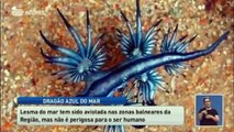 Drageo Azul do Mar ou Lesma do Mar ee inofensivo para as pessoas Vedeo  Local  RTP Aecores  RTP