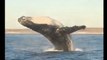 Humpback whale takes a Leap, narrowly misses small boat