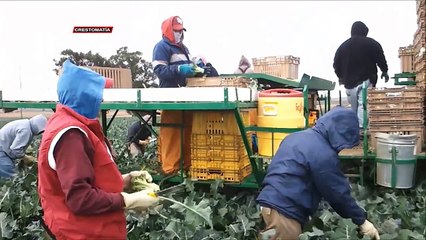 CONGRESO BUSCA REFORMAR PROGRAMA DE VISAS H2A PARA SECTOR AGRICOLA