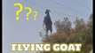Goat hanging in the power line