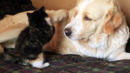 Big Dog Wynter plays with Little Kitten Sybil.