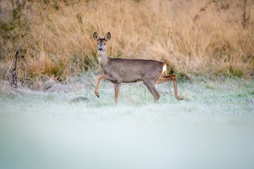 Chevreuils dans les Pyrénées
