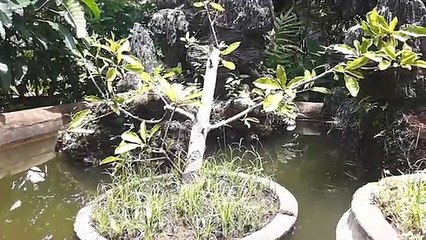 ᴴᴰ Best Cartoon For Kids ☆♥ Mickey Mouse Gentleman with Pluto dog, Donald Duck, Chip and D