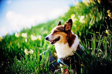 5 fascinating dog facts that will surprise you