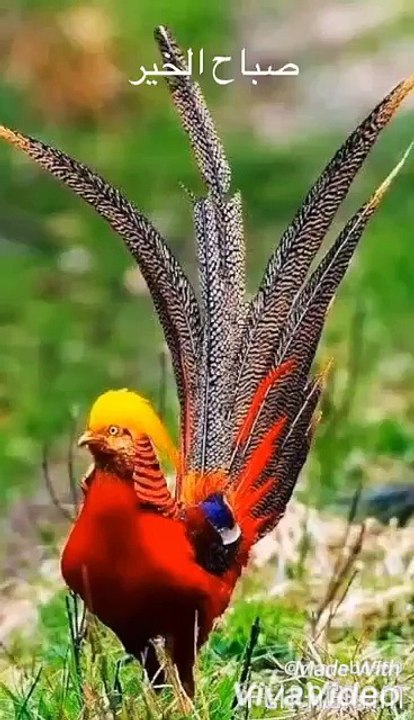 Bird are beautifull