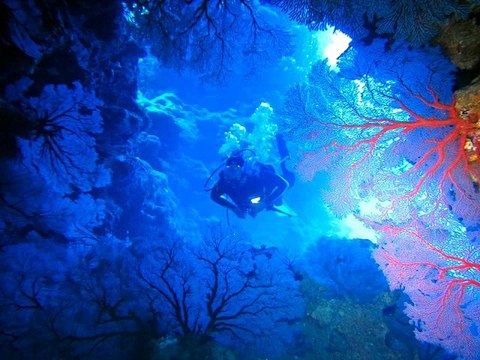 mélodie sous marine -Alpha Canis Majoris