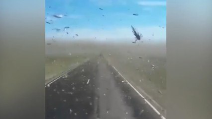 Locusts Ahead: Pests Swarm Driver In Dagestan