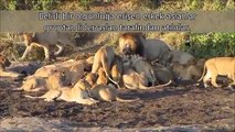 Lufta e tre luanëve që mund të shihet vetëm “një herë në jetë”
