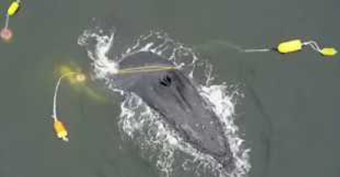 Humpback Whale Freed From Fishing Equipment