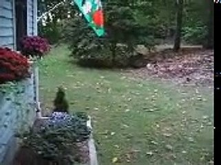 [MP4 360p] Proof of living Dinosaurs alive today 2!