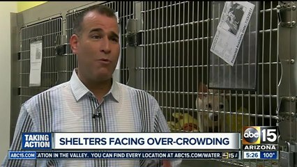 Overcrowding concerns at Maricopa County Animal Care and Control