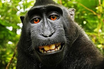 Who Really Owns the Monkey Selfie Copyright?