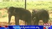 Mysore Dasara: Dasara Elephants Will Soon Reach Mysore