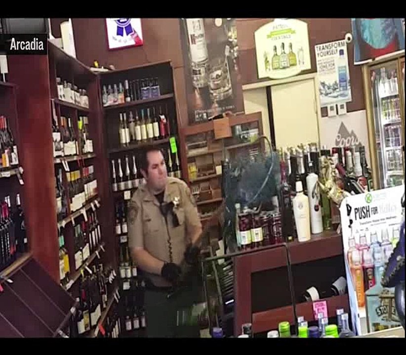 Peacock visits Liquor Store, Leaves behind Smashed Bottles