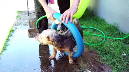 7 Genius Pool Noodle Tricks You Should Know