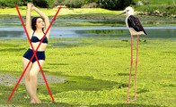 Chim cà kheo - Loài chim có cặp chân dài nhất